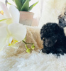 Photo №4. I will sell poodle (toy) in the city of Sofia. private announcement - price - 1268$