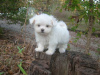 Photo №2 to announcement № 107591 for the sale of maltese dog - buy in Spain private announcement