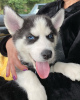 Photo №1. siberian husky - for sale in the city of Vienna | 475$ | Announcement № 83343