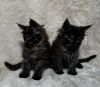 Photo №1. maine coon - for sale in the city of Youngstown | 250$ | Announcement № 96906