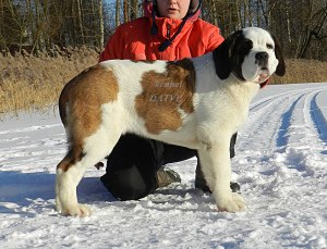 Photo №2 to announcement № 5427 for the sale of st. bernard - buy in Russian Federation private announcement