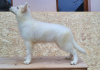 Photo №2 to announcement № 79381 for the sale of berger blanc suisse - buy in Romania breeder