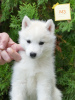 Photo №2 to announcement № 117846 for the sale of siberian husky - buy in Serbia 