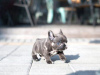 Photo №1. french bulldog - for sale in the city of Munich | negotiated | Announcement № 64566