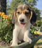 Photo №1. beagle - for sale in the city of El Paso | 650$ | Announcement № 50496