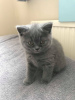 Photo №1. british shorthair - for sale in the city of Афины | 485$ | Announcement № 15711