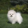 Photo №3. Pomeranian Spitz.. Finland