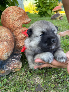 Photo №4. I will sell german spitz in the city of Novosibirsk. breeder - price - negotiated