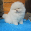 Additional photos: pomeranian