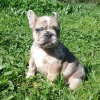 Photo №4. I will sell french bulldog in the city of Minsk. breeder - price - negotiated