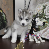 Additional photos: Siberian Husky puppies