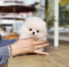 Photo №2 to announcement № 53315 for the sale of pomeranian - buy in United States private announcement