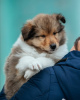 Photo №4. I will sell rough collie in the city of Prague. from nursery - price - 1195$
