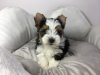 Additional photos: Healthy Yorkshire Terrier Puppies available for sale