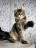 Photo №1. maine coon - for sale in the city of Trier | 423$ | Announcement № 97757