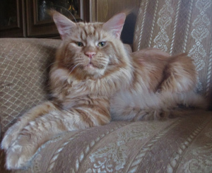 Additional photos: Maine Coon titled cat 8 months