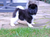 Photo №2 to announcement № 28794 for the sale of american akita - buy in Belarus breeder