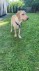 Photo №4. I will sell labrador retriever in the city of Poznan. private announcement - price - negotiated