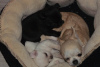 Additional photos: Purebred Chihuahua puppies for sale.