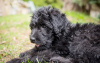 Photo №2 to announcement № 101237 for the sale of labradoodle - buy in Germany private announcement, breeder