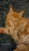 Photo №3. Maine coon. Germany