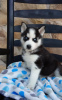 Photo №1. siberian husky - for sale in the city of Mainz | Is free | Announcement № 105449