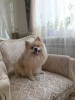 Additional photos: Puppy German Pomeranian, Anabel