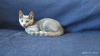 Photo №3. A boy kitten of the Russian Blue breed is looking for his loving parents. Ukraine