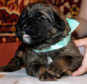 Additional photos: Tibetan mastiff puppies for sale