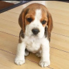 Photo №2 to announcement № 75803 for the sale of beagle - buy in Lithuania private announcement, breeder