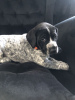 Photo №2 to announcement № 87854 for the sale of german shorthaired pointer - buy in Poland breeder