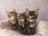 Additional photos: 2 Healthy Maine Coon Kittens for sale