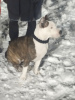 Photo №4. I will sell american staffordshire terrier in the city of Киселевск. private announcement - price - 130$