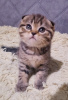 Photo №2 to announcement № 58776 for the sale of scottish fold - buy in Belarus private announcement