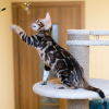 Photo №2 to announcement № 39344 for the sale of bengal cat - buy in Russian Federation 