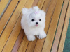 Photo №1. maltese dog - for sale in the city of Birgu | Is free | Announcement № 123350