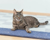 Additional photos: Gentle cat Iriska is looking for a family.