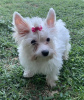 Photo №2 to announcement № 68257 for the sale of yorkshire terrier - buy in Greece breeder