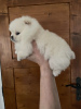 Photo №1. pomeranian - for sale in the city of Charleroi | negotiated | Announcement № 93071