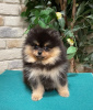 Photo №1. pomeranian - for sale in the city of Nice | negotiated | Announcement № 19646