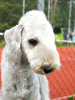 Photo №1. bedlington terrier - for sale in the city of Narva | negotiated | Announcement № 11010