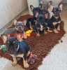 Photo №1. french bulldog - for sale in the city of Lüneburg | 591$ | Announcement № 12039