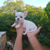 Photo №2 to announcement № 120134 for the sale of chihuahua - buy in Finland private announcement, breeder