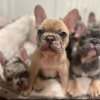 Photo №2 to announcement № 119976 for the sale of french bulldog - buy in Germany private announcement