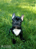 Photo №4. I will sell french bulldog in the city of Sumy. breeder - price - 257$