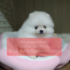 Photo №1. pomeranian - for sale in the city of Zürich | negotiated | Announcement № 47615