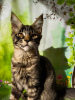 Photo №2 to announcement № 18366 for the sale of maine coon - buy in Russian Federation from nursery