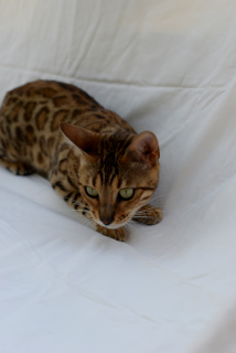 Photo №1. bengal cat - for sale in the city of Arkhipo-Osipovka | 246$ | Announcement № 3669