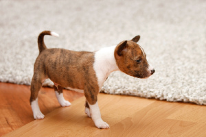 Photo №2 to announcement № 574 for the sale of basenji - buy in Hungary breeder