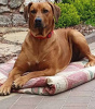 Photo №3. Rhodesian Ridgeback - male ZKWP/FCI. Poland